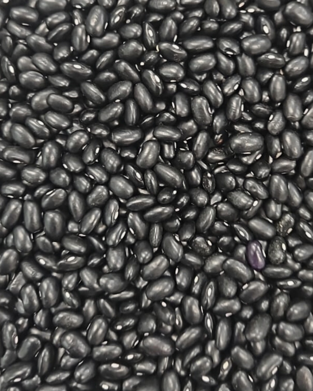 Poroto Negro