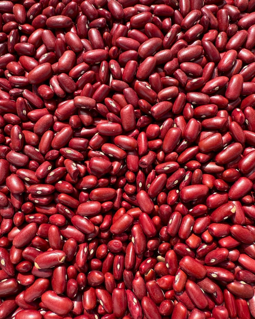 RDKB (red dark kidney beans)