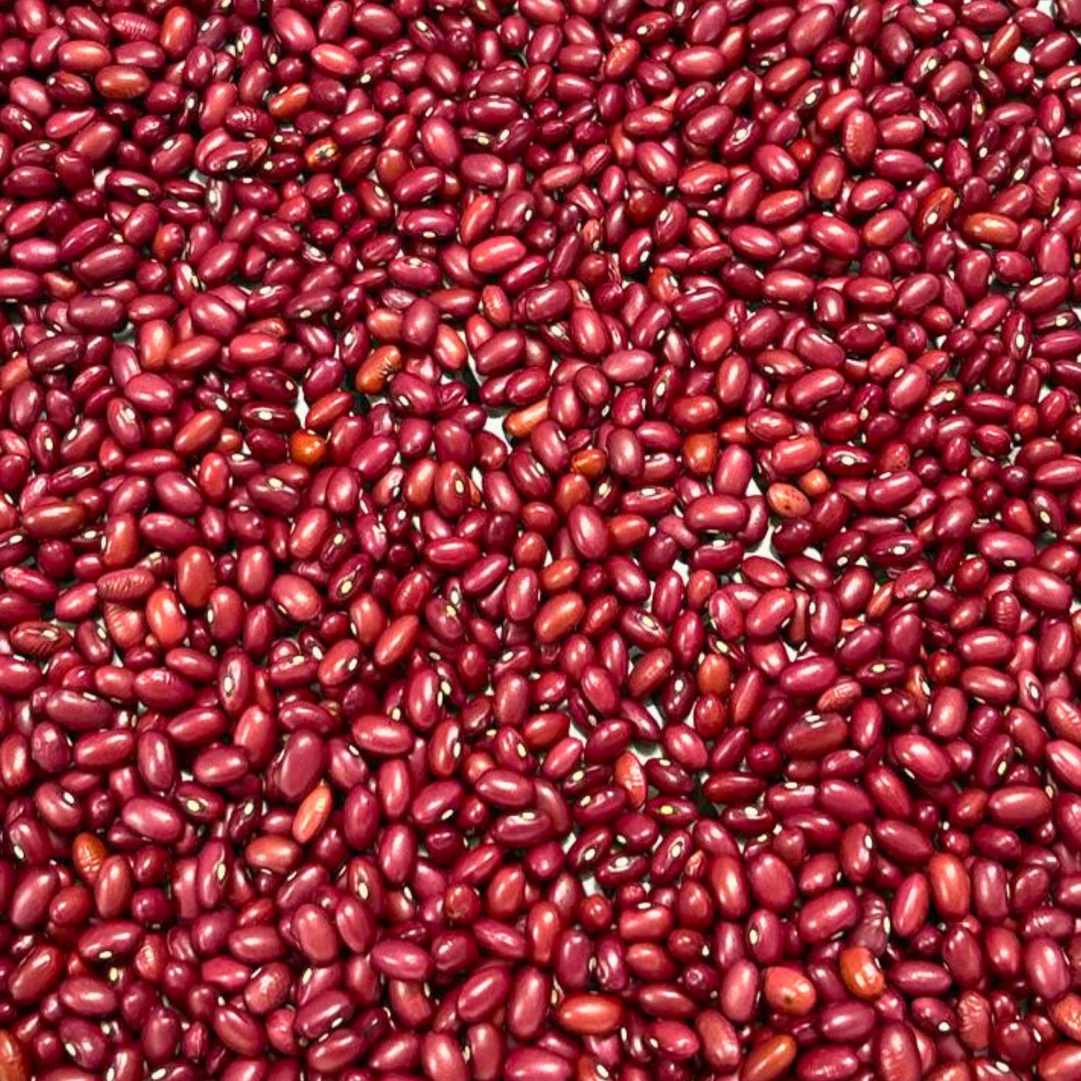 Small Red Beans