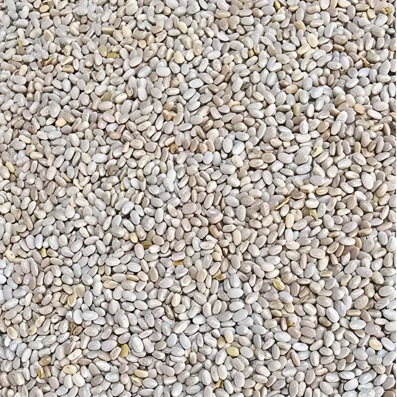 Chia Blanca